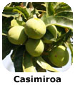 Casimiroa